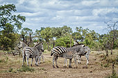 Plains zebra (Equus quagga burchellii) calf suckling mother in Kruger National park, South Africa