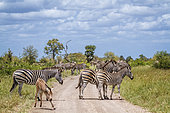 Small group of Plains zebras (Equus quagga burchellii) with calf on safari road in Kruger National park, South Africa