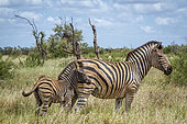 Plains zebra (Equus quagga burchellii) baby animal with mother in Kruger National park, South Africa