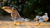 Two Yellow-legged Gulls (Larus michahellis) standing in the sand on the beach in Italy.
