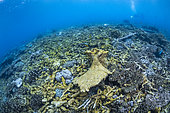 Cyclone Chido damage to coral in Mayotte (December 2024)