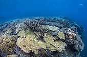 Mayotte corals after cyclone Chido (December 2024)