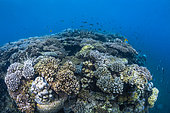 Mayotte corals after cyclone Chido (December 2024)