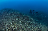 Cyclone Chido damage to coral in Mayotte (December 2024)