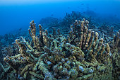 Cyclone Chido damage to coral in Mayotte (December 2024)