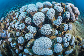 Cyclone Chido damage to coral in Mayotte (December 2024)