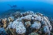 Cyclone Chido damage to coral in Mayotte (December 2024)