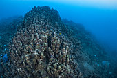 Cyclone Chido damage to coral in Mayotte (December 2024)