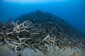 Cyclone Chido damage to coral in Mayotte (December 2024)