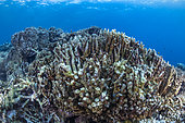 Cyclone Chido damage to coral in Mayotte (December 2024)