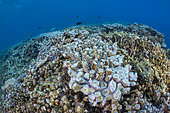 Cyclone Chido damage to coral in Mayotte (December 2024)