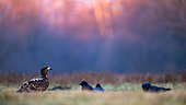 White-tailed Eagle (Haliaeetus albicilla) standing in the grass at dawn. Poland.