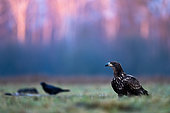 White-tailed Eagle (Haliaeetus albicilla) standing in the grass at dawn. Poland.