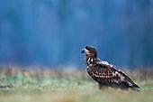 Eagle standing in the grass at dawn. Poland.