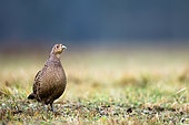 Ring-necked pheasant (Phasianus colchicus) hen on ground, Poland