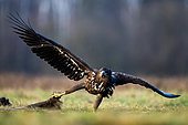 White-tailed eagle (Haliaeetus albicilla) pulling a prey item from the grass. Poland.