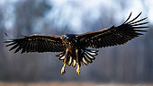 White-tailed eagle (Haliaeetus albicilla) in flight at dawn. Poland.