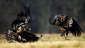 Fighting White-tailed Eagles (Haliaeetus albicilla) in flight. Poland.