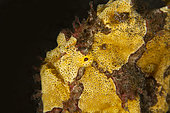 Warty frogfish (Antennarius maculatus), tk3 dive site. Lembeh Strait. Indonesia.