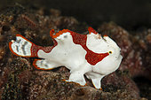 Juvenile Warty frogfish (Antennarius maculatus) tk3 dive site. Lembeh Strait. Indonesia.
