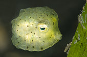 Yellow boxfish (Ostracion cubicus). Dive site of tk 2. Lembeh Strait. Indonesia.