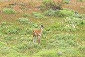 Young guanaco (Lama guanicoe), Chile
