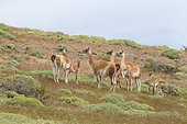 Guanaco (Lama guanicoe) group, Chile