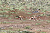 Guanaco (Lama guanicoe) chasing each other, Chile