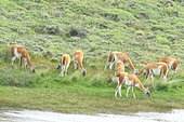 Guanaco (Lama guanicoe) group, Chile
