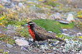 Long-tailed meadowlark (Leistes loyca) walking on the ground, Chile