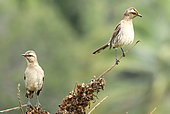 Chilean mockingbird (Mimus thenca), a male foraging for red flowers and offering an insect to his female, Chile.