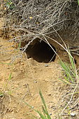 Large hairy armadillo terrier (Chaetophractus villosus), Chile