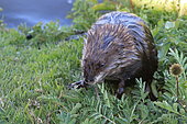 Muskrat (Ondatra zibethicus) on riverbank, Chile