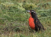 Long-tailed meadowlark (Leistes loyca) on ground, Chile