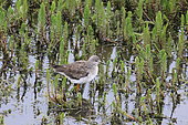 Lesser yellow-legs (Tringa flavipes), in aquatic vegetation Chile