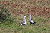 Upland geese (Chloephaga picta) in the grass, Chile