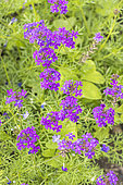 Vervain 'Imagination', Verbena speciosa 'Imagination', flowers