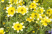 Bidens 'Lemon Moon', flowers