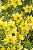 Bidens 'Lemon Moon', flowers