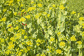 Hare's ear, Bupleurum rotundifolium griffithii, in bloom