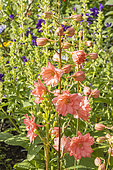 Candle Larkspur 'Red Lark', Delphinium 'Red Lark', flowers