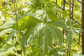 Houblon du Japon 'Variegatus', Humulus scandens 'Variegatus' leaves