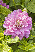 Dahlia 'Meva', Verver Export, flower