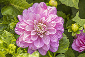 Dahlia 'Meva', Verver Export, flower