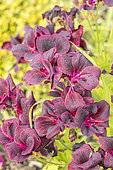 Scented Pelargonium, Pelargonium 'Black Prince', flowers