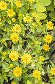 Creeping Zinnia, Sanvitalia procumbens 'Million Suns', flowers