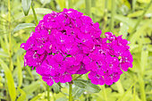 Sweet William' Amazon Neon Purple', Dianthus barbatus 'Amazon Neon Purple', flowers,