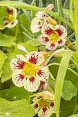 Nasturtium 'Chameleon', Tropaeolum majus 'Chameleon', flowers
