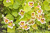 Nasturtium 'Chameleon', Tropaeolum majus 'Chameleon', flowers
