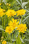 Golden Tickseed 'Early Sunrise', Coreopsis grandiflora 'Early Sunrise', flowers